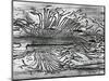 Worm Wood, California, c. 1937-Brett Weston-Mounted Photographic Print