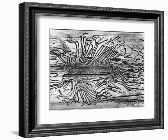 Worm Wood, California, c. 1937-Brett Weston-Framed Photographic Print