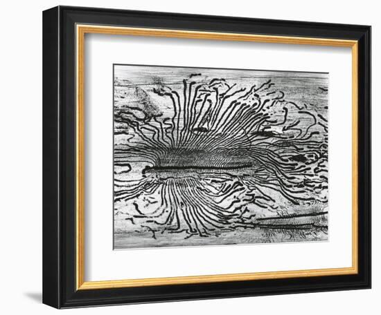 Worm Wood, California, c. 1937-Brett Weston-Framed Photographic Print