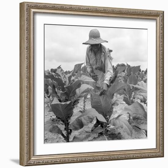 Worming the tobacco, Wake County, North Carolina, 1939-Dorothea Lange-Framed Photographic Print