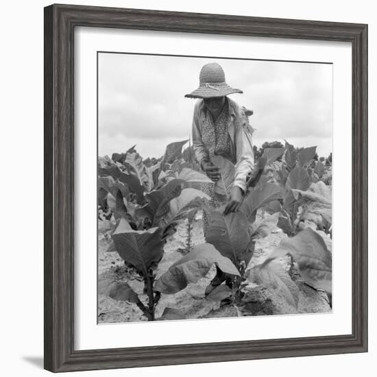 Worming the tobacco, Wake County, North Carolina, 1939-Dorothea Lange-Framed Photographic Print