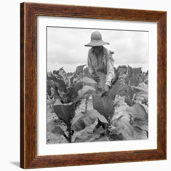 Worming the tobacco, Wake County, North Carolina, 1939-Dorothea Lange-Framed Photographic Print