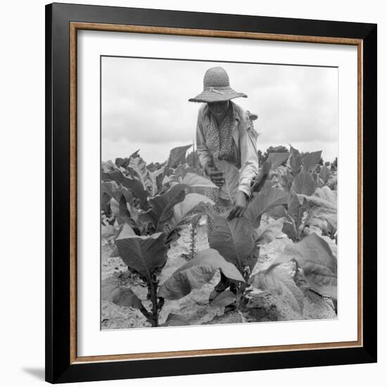 Worming the tobacco, Wake County, North Carolina, 1939-Dorothea Lange-Framed Photographic Print