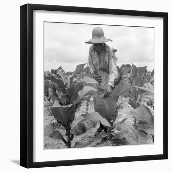 Worming the tobacco, Wake County, North Carolina, 1939-Dorothea Lange-Framed Photographic Print