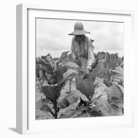 Worming the tobacco, Wake County, North Carolina, 1939-Dorothea Lange-Framed Photographic Print