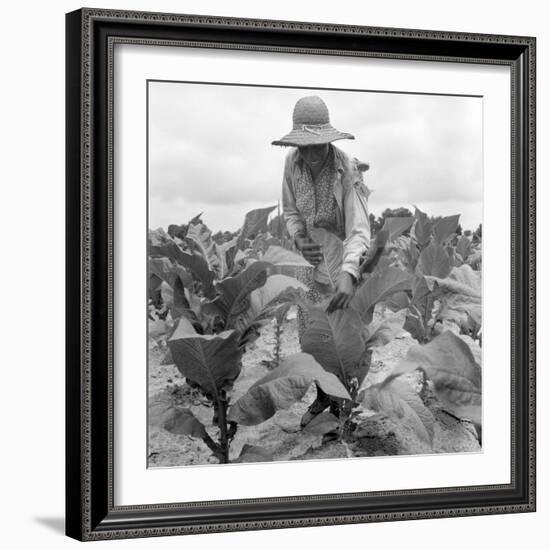 Worming the tobacco, Wake County, North Carolina, 1939-Dorothea Lange-Framed Photographic Print