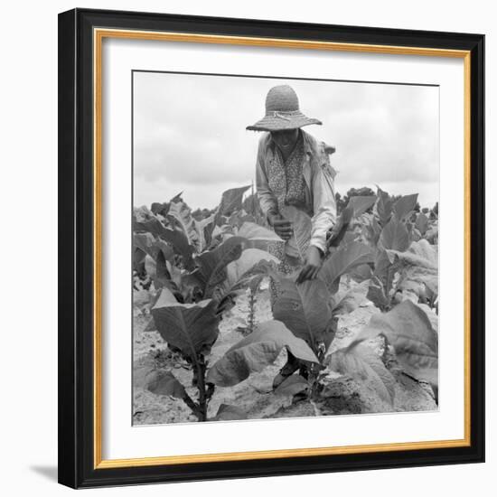 Worming the tobacco, Wake County, North Carolina, 1939-Dorothea Lange-Framed Photographic Print