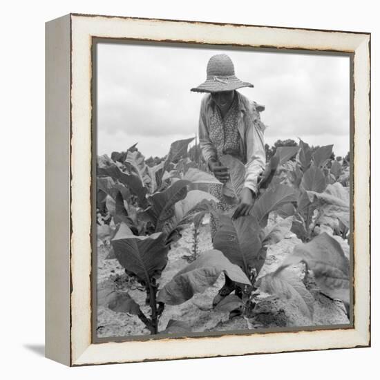 Worming the tobacco, Wake County, North Carolina, 1939-Dorothea Lange-Framed Premier Image Canvas