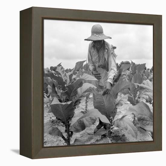 Worming the tobacco, Wake County, North Carolina, 1939-Dorothea Lange-Framed Premier Image Canvas