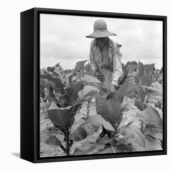 Worming the tobacco, Wake County, North Carolina, 1939-Dorothea Lange-Framed Premier Image Canvas