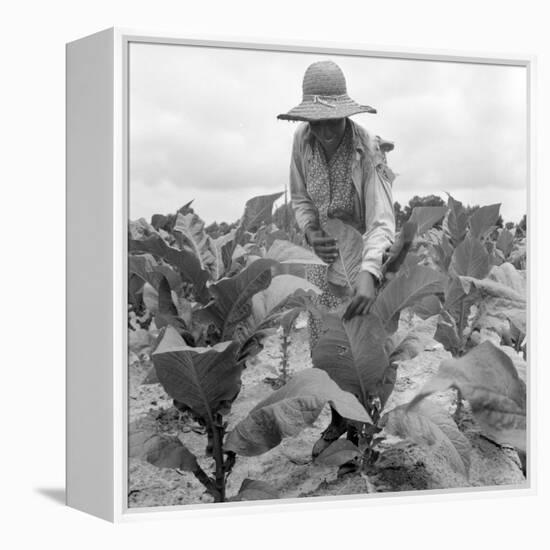 Worming the tobacco, Wake County, North Carolina, 1939-Dorothea Lange-Framed Premier Image Canvas
