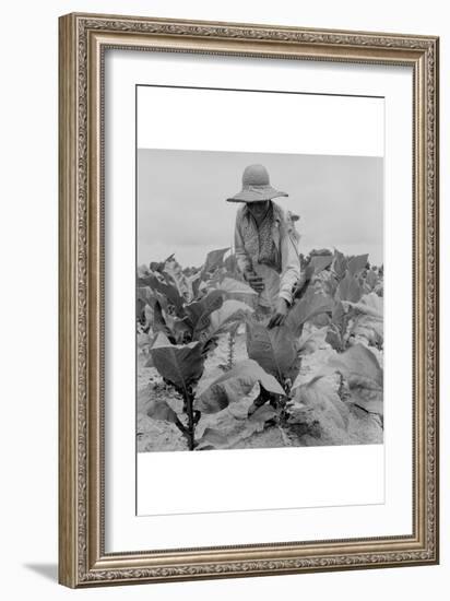 Worming Tobacco-Dorothea Lange-Framed Art Print