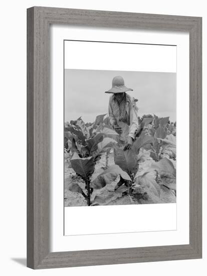 Worming Tobacco-Dorothea Lange-Framed Art Print