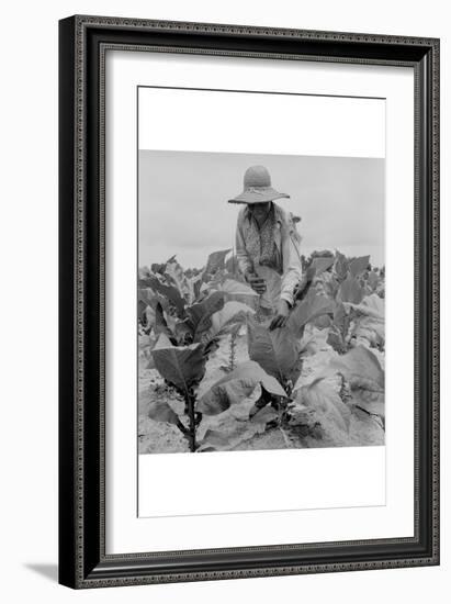 Worming Tobacco-Dorothea Lange-Framed Art Print