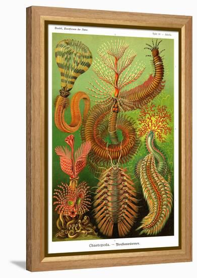 Worms-Ernst Haeckel-Framed Stretched Canvas