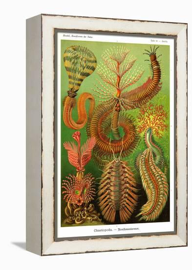 Worms-Ernst Haeckel-Framed Stretched Canvas