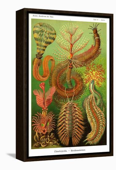 Worms-Ernst Haeckel-Framed Stretched Canvas