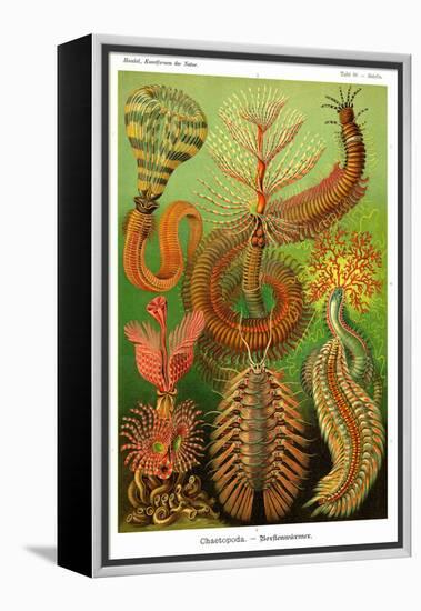 Worms-Ernst Haeckel-Framed Stretched Canvas