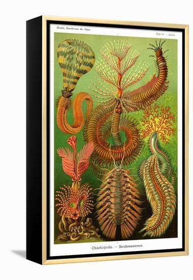 Worms-Ernst Haeckel-Framed Stretched Canvas