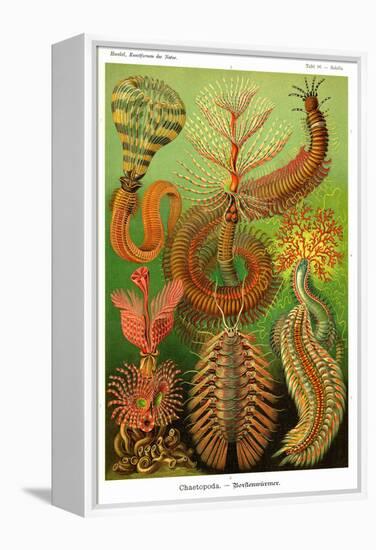 Worms-Ernst Haeckel-Framed Stretched Canvas