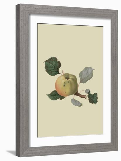 Wormsley Pippin - Apple-William Hooker-Framed Art Print