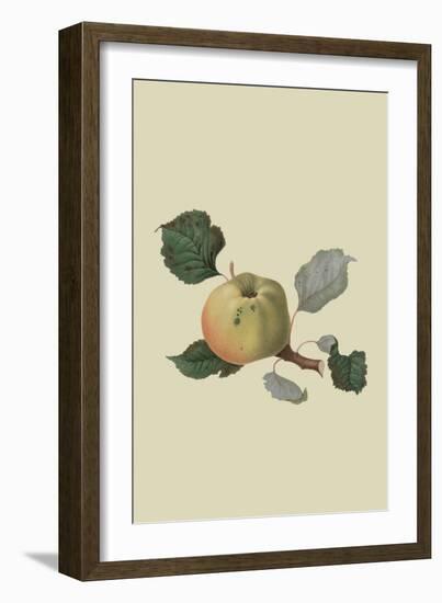 Wormsley Pippin - Apple-William Hooker-Framed Art Print