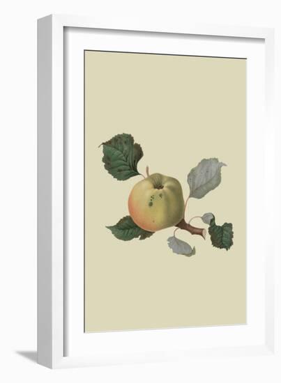 Wormsley Pippin - Apple-William Hooker-Framed Art Print