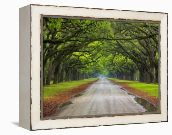 Wormsloe Plantation, Savannah, Georgia, USA-Joanne Wells-Framed Premier Image Canvas