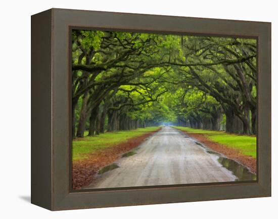 Wormsloe Plantation, Savannah, Georgia, USA-Joanne Wells-Framed Premier Image Canvas