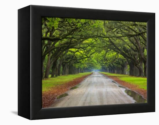 Wormsloe Plantation, Savannah, Georgia, USA-Joanne Wells-Framed Premier Image Canvas