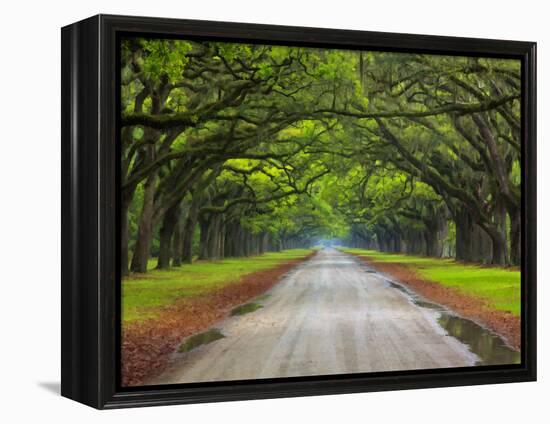 Wormsloe Plantation, Savannah, Georgia, USA-Joanne Wells-Framed Premier Image Canvas