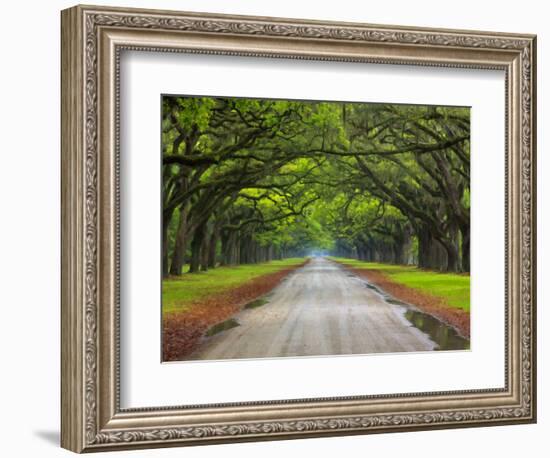 Wormsloe Plantation, Savannah, Georgia, USA-Joanne Wells-Framed Photographic Print