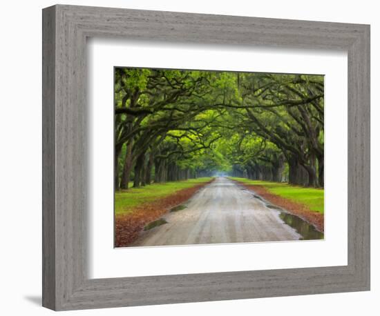 Wormsloe Plantation, Savannah, Georgia, USA-Joanne Wells-Framed Photographic Print