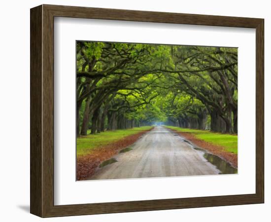 Wormsloe Plantation, Savannah, Georgia, USA-Joanne Wells-Framed Photographic Print