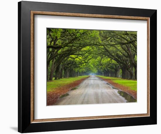 Wormsloe Plantation, Savannah, Georgia, USA-Joanne Wells-Framed Photographic Print