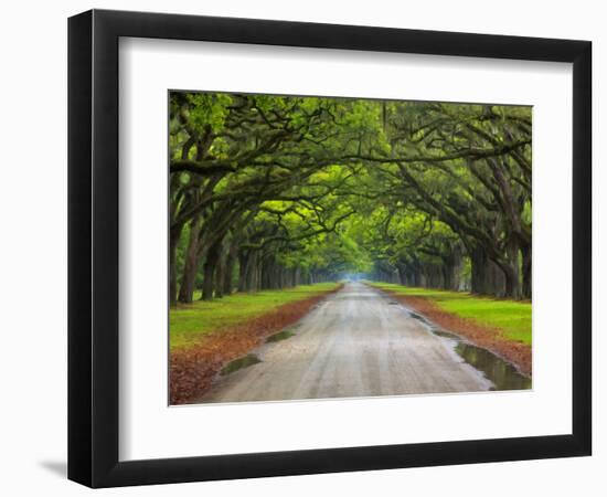 Wormsloe Plantation, Savannah, Georgia, USA-Joanne Wells-Framed Photographic Print