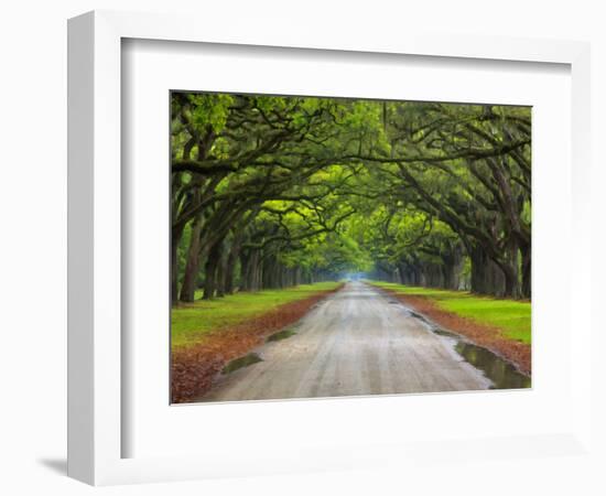 Wormsloe Plantation, Savannah, Georgia, USA-Joanne Wells-Framed Photographic Print