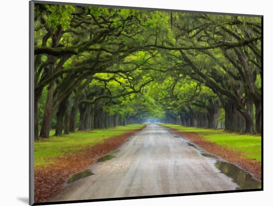 Wormsloe Plantation, Savannah, Georgia, USA-Joanne Wells-Mounted Photographic Print