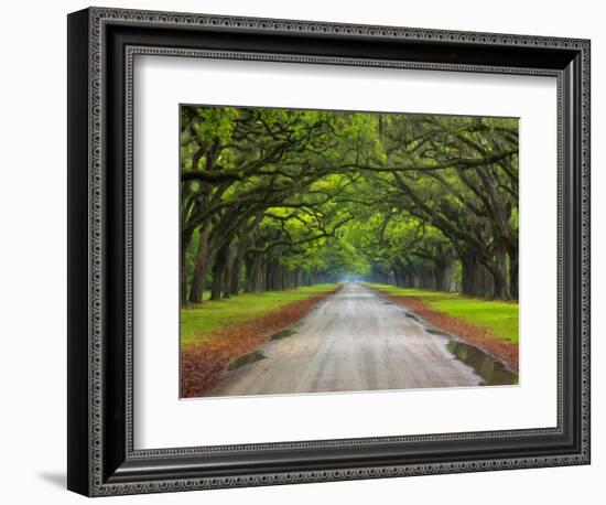 Wormsloe Plantation, Savannah, Georgia, USA-Joanne Wells-Framed Photographic Print