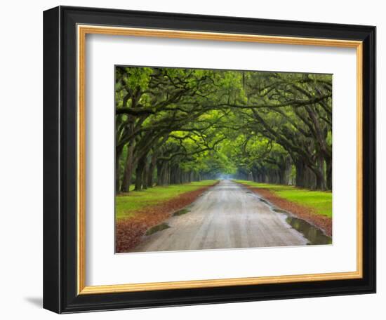 Wormsloe Plantation, Savannah, Georgia, USA-Joanne Wells-Framed Photographic Print