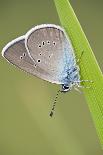 Blue Butterfly (Lycaenidae Sp) on Blade of Grass, Eastern Slovakia, Europe, June 2009-Wothe-Photographic Print