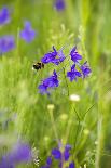 Field Larkspur (Consolida Regalis - Delphinium Consolida) with Bumble Bee Flying by, Slovakia-Wothe-Photographic Print
