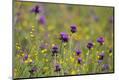 Premium Photographic Print