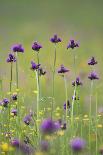 Flowering Meadow with Thistles (Cirsium Rivulare) Poloniny Np, Western Carpathians, Slovakia-Wothe-Photographic Print