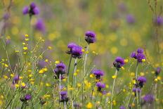 Red Poppy (Papaver Rhoeas) Brown Knapweed (Centaurea Jacea) and Forking Larkspur, Slovakia-Wothe-Premier Image Canvas