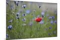 Photographic Print