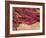 Wound Scab, SEM-Steve Gschmeissner-Framed Photographic Print