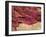 Wound Scab, SEM-Steve Gschmeissner-Framed Photographic Print