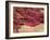 Wound Scab, SEM-Steve Gschmeissner-Framed Photographic Print