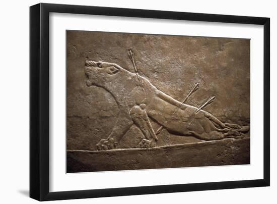 Wounded Lion Assyrian Relief from Palace at Niniveh-null-Framed Giclee Print